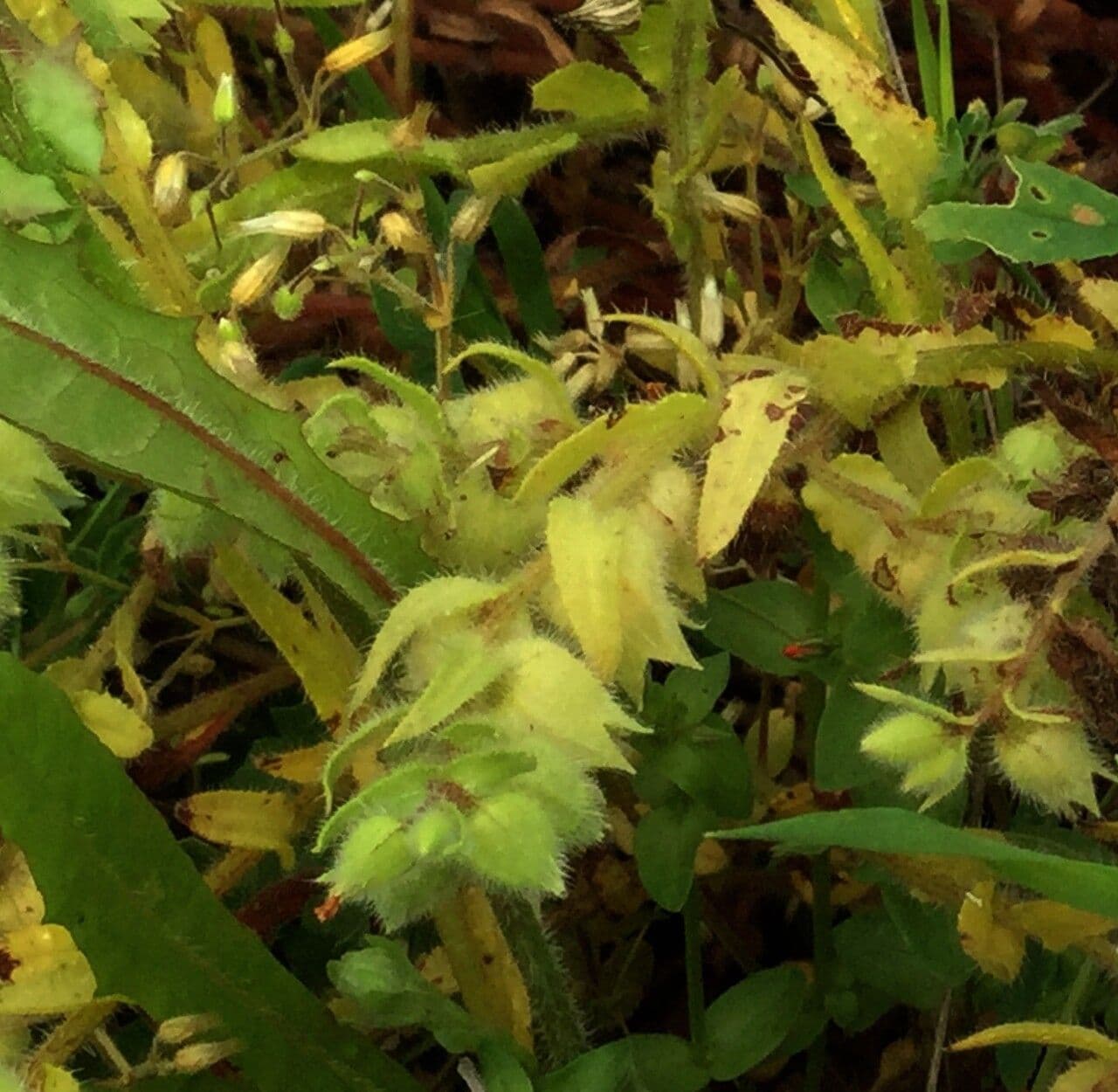 Nonea pulla 12