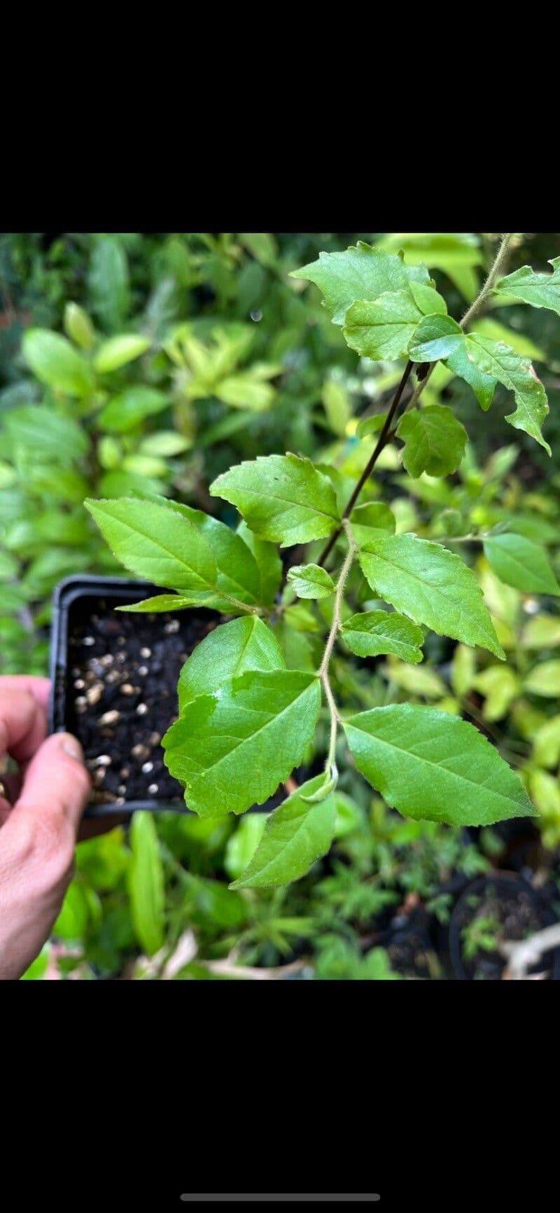Stewartia monadelpha 13