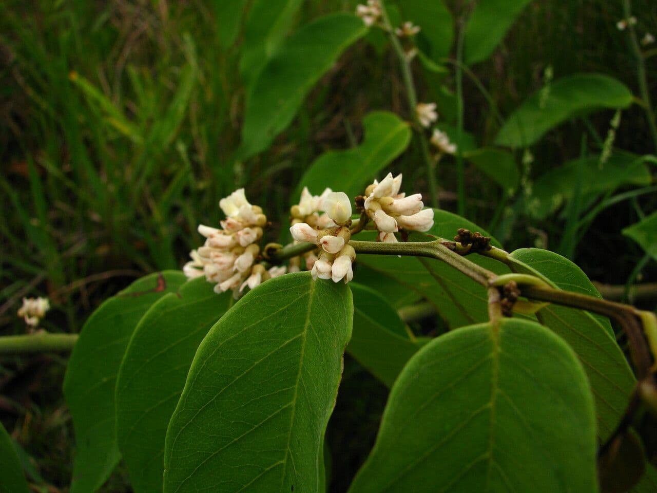 Dalbergia ecastaphyllum 5