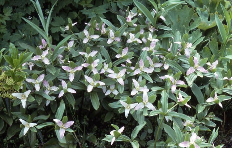 Trillium nano