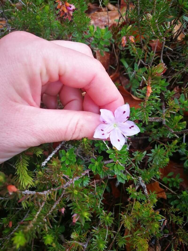 Rhodothamnus 2