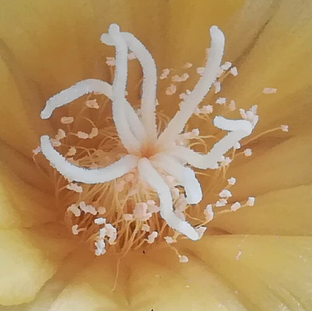 Parodia
