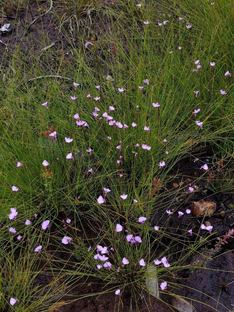 Utricularia 4