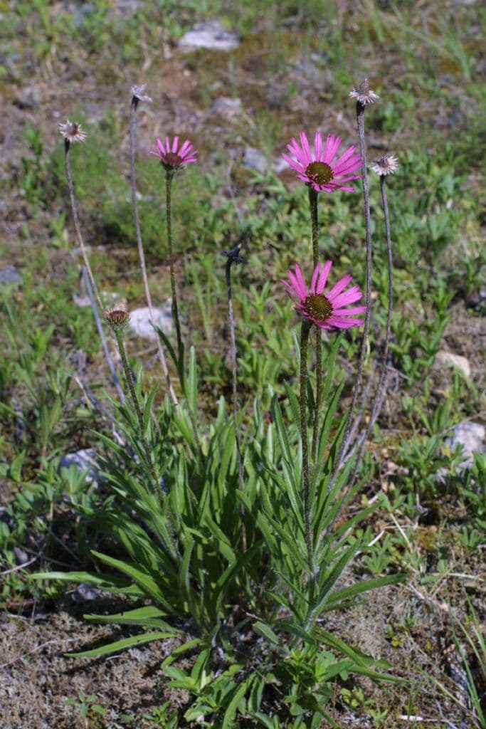 Echinacea del Tennessee 9