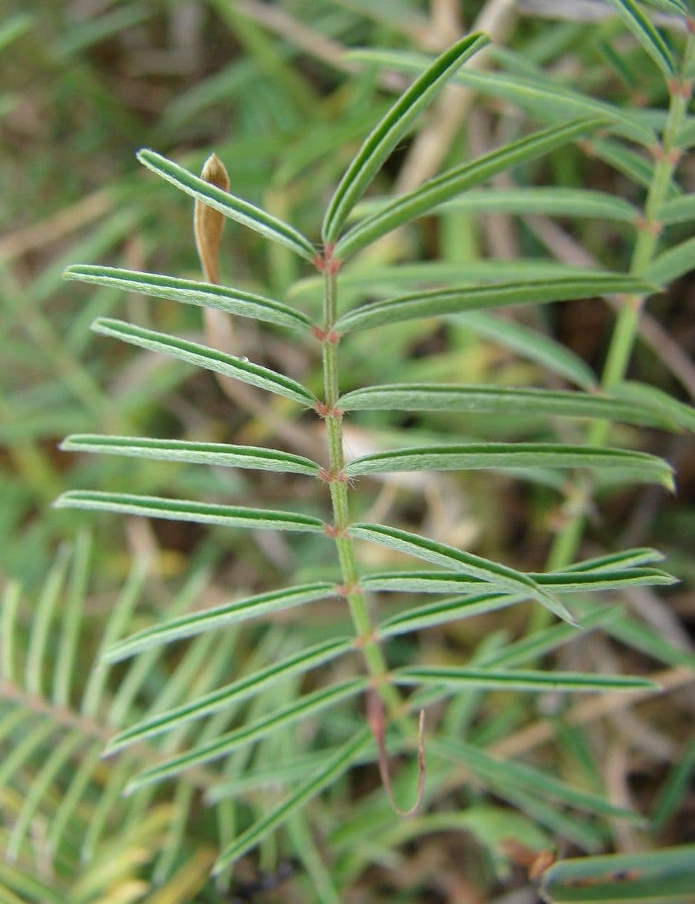 Serradella 20