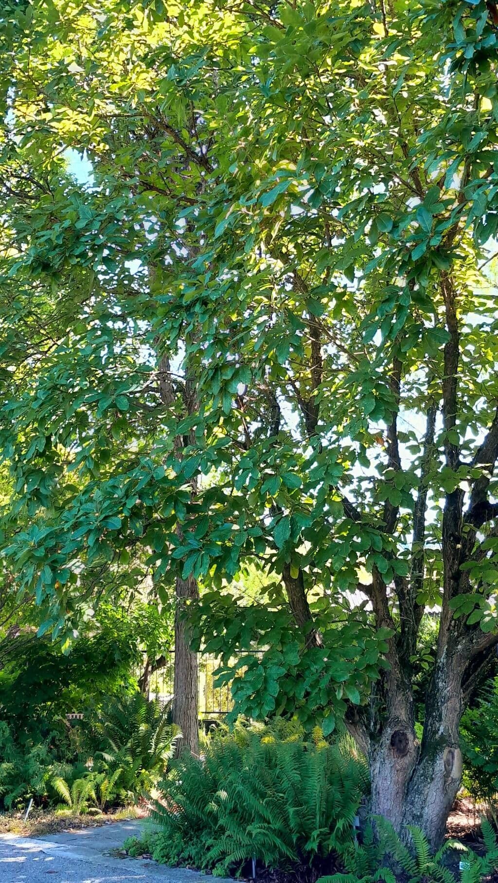 Quercia 6