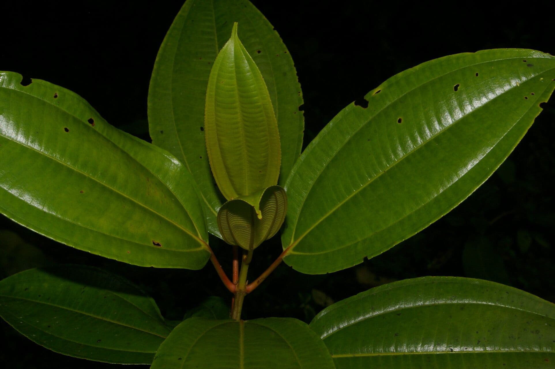 Miconia 2