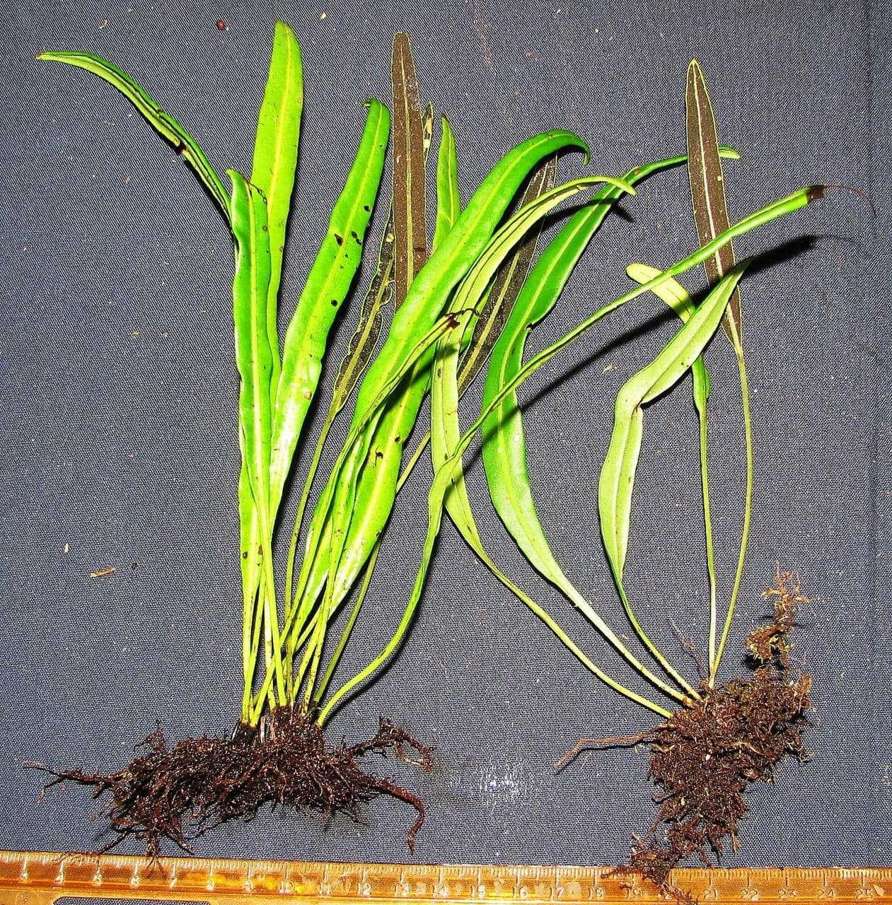 Elaphoglossum