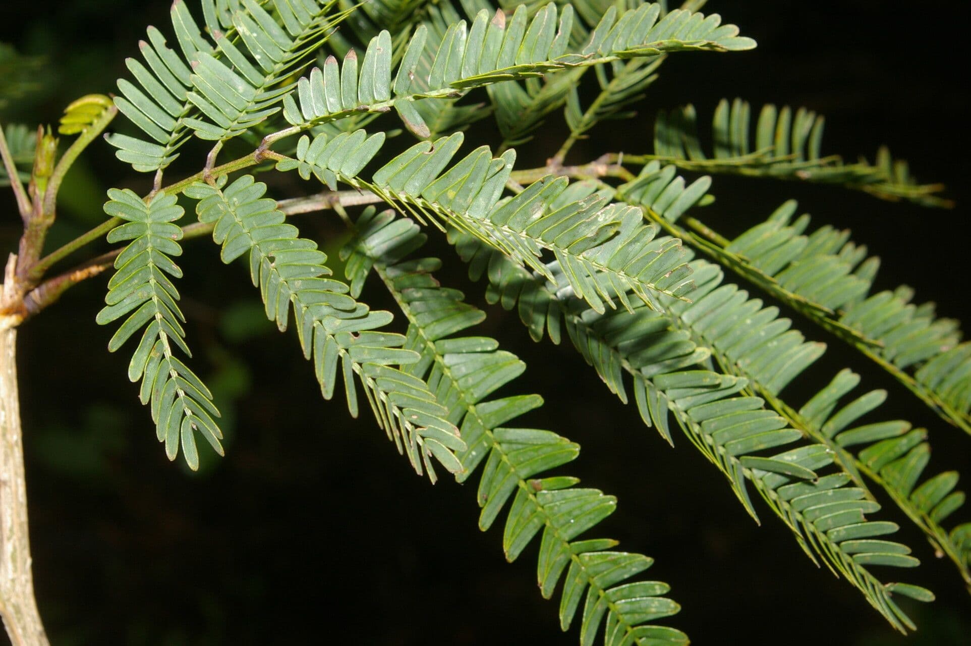 Weiße Calliandra 14