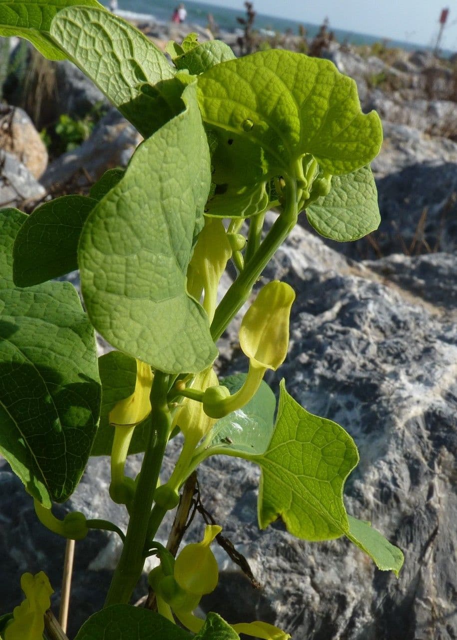 Osterluzei 28