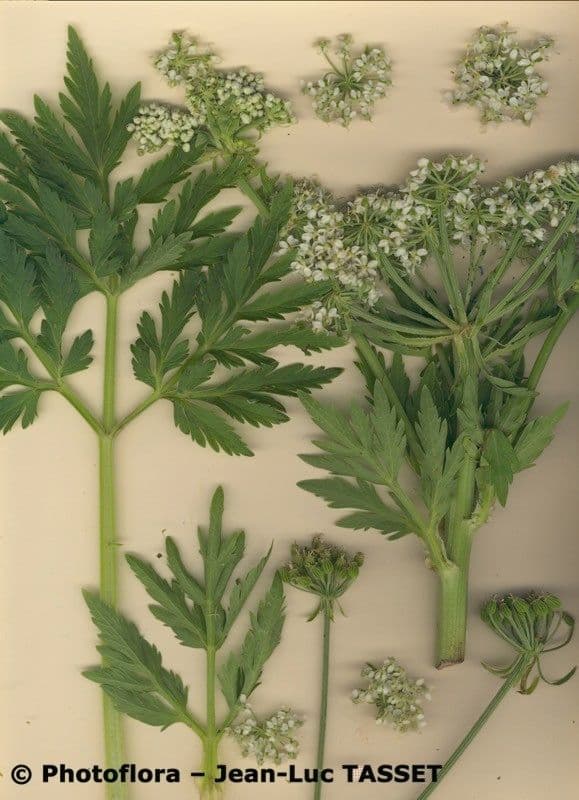 Pleurospermum austriaco 28