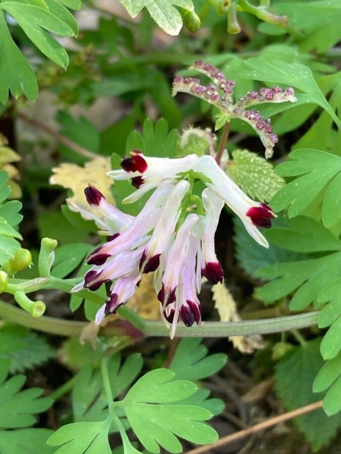 Fumaria bianca 7