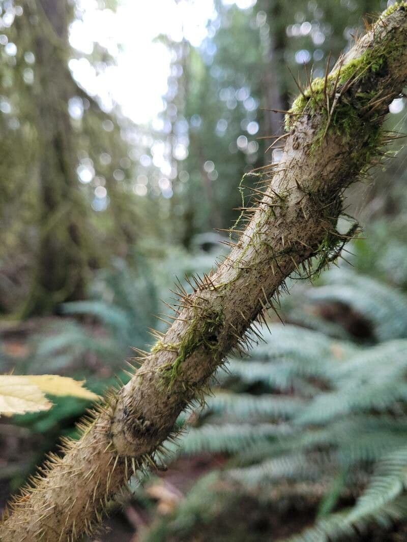 Oplopanax horridus 24