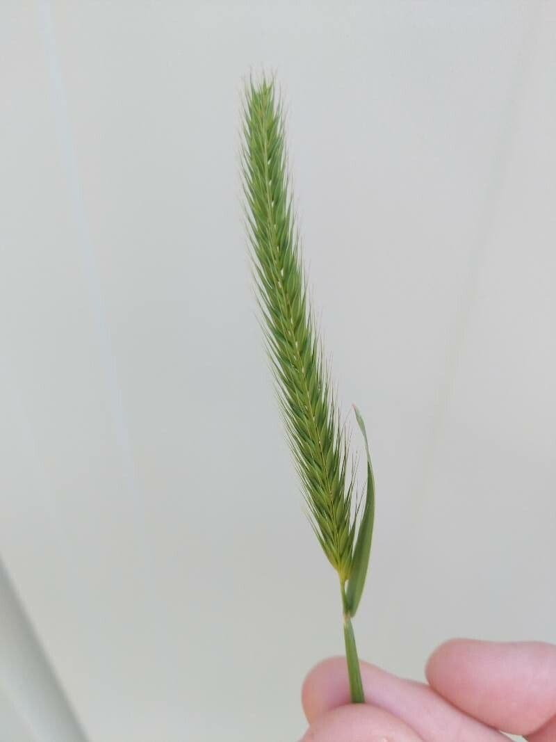 Orzo piccolo 2