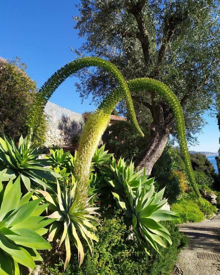 Agave lanuginosa 10
