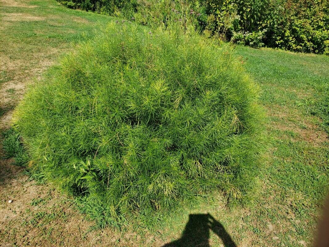 Amsonia 7