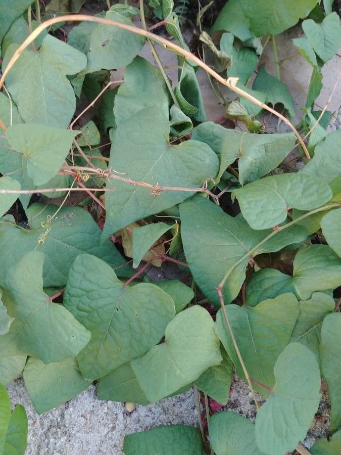 Antigonon leptopus 16