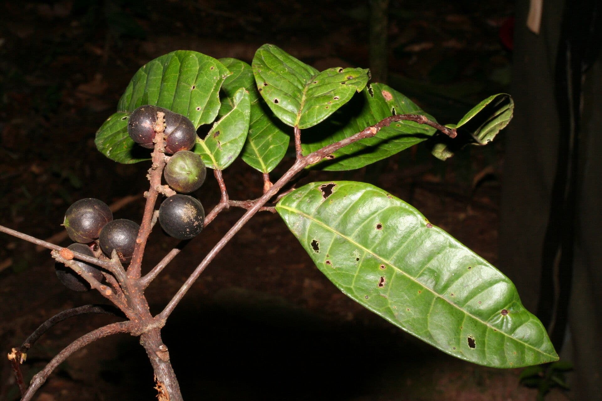 Protium tenuifolium