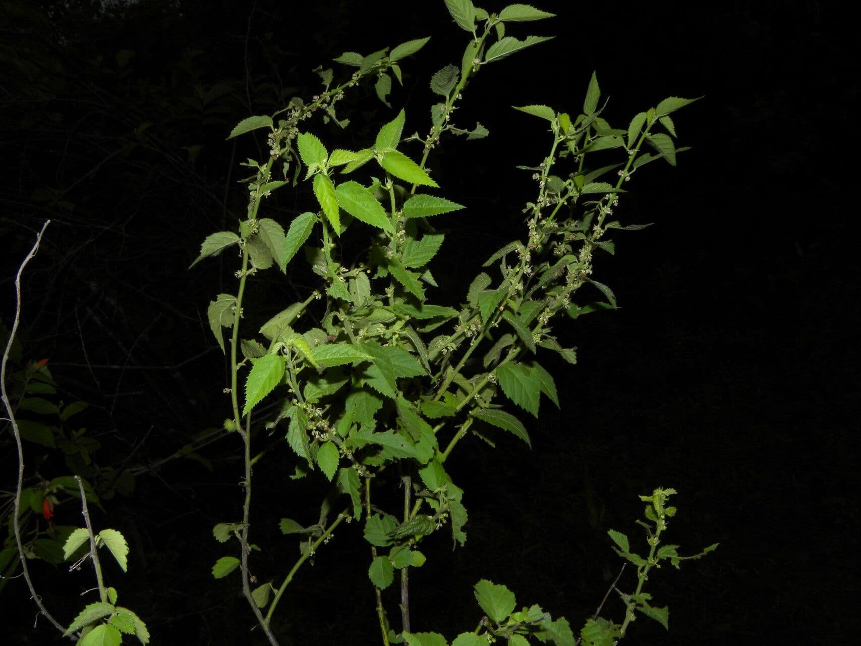 Ayenia 5