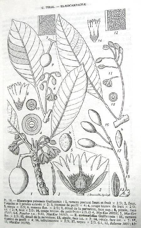 Yate-Elaeocarpus 14