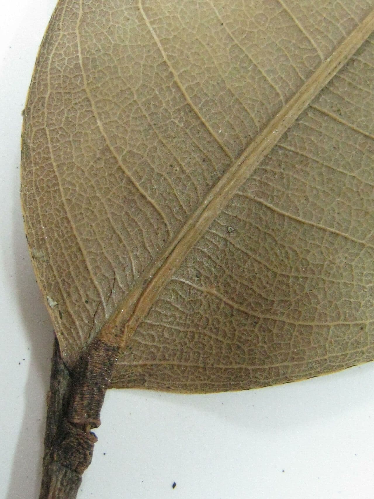 Eschweilera 6