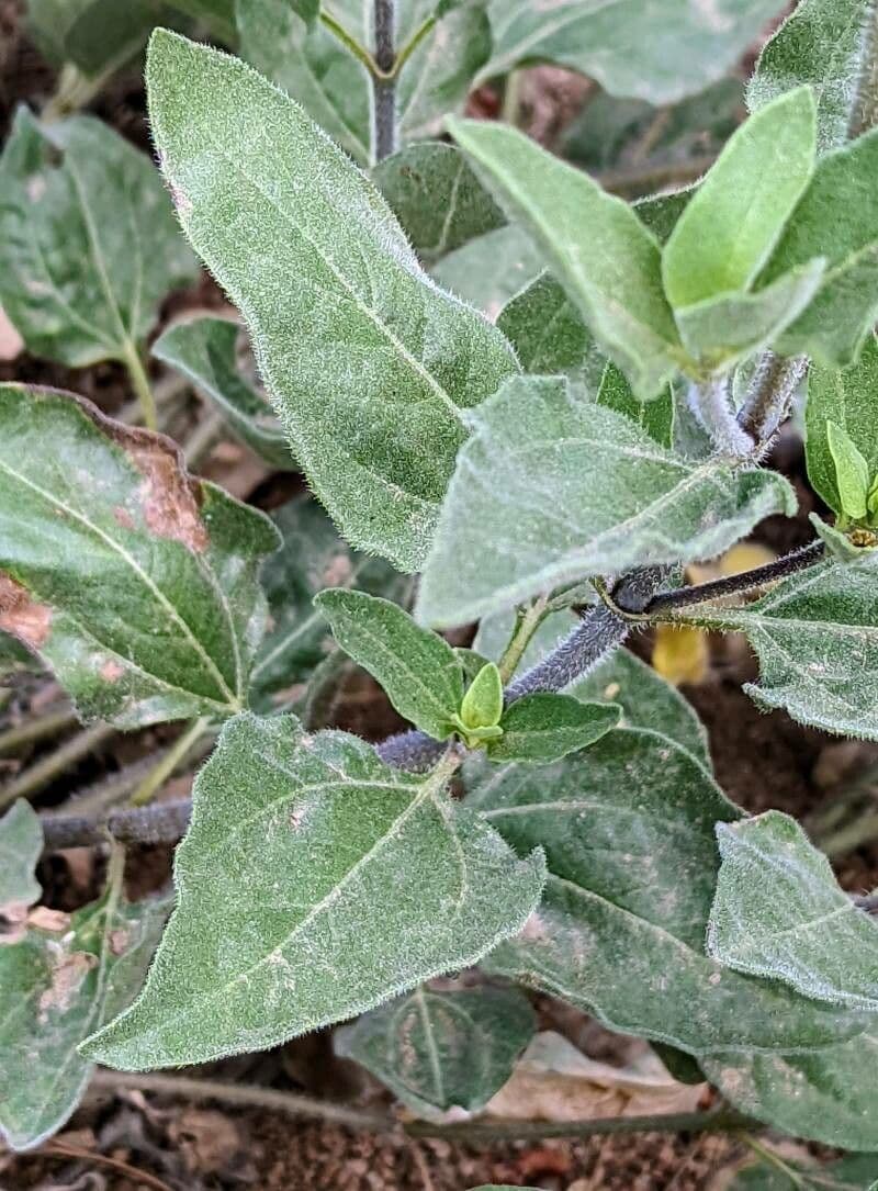 Girasole nano 9