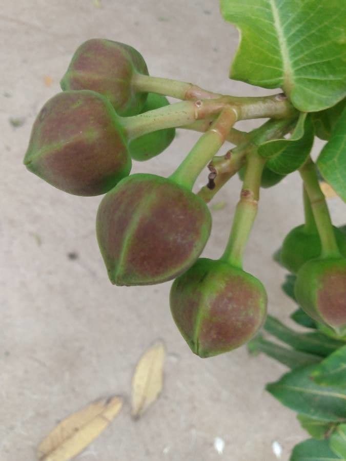 Duabanga 4