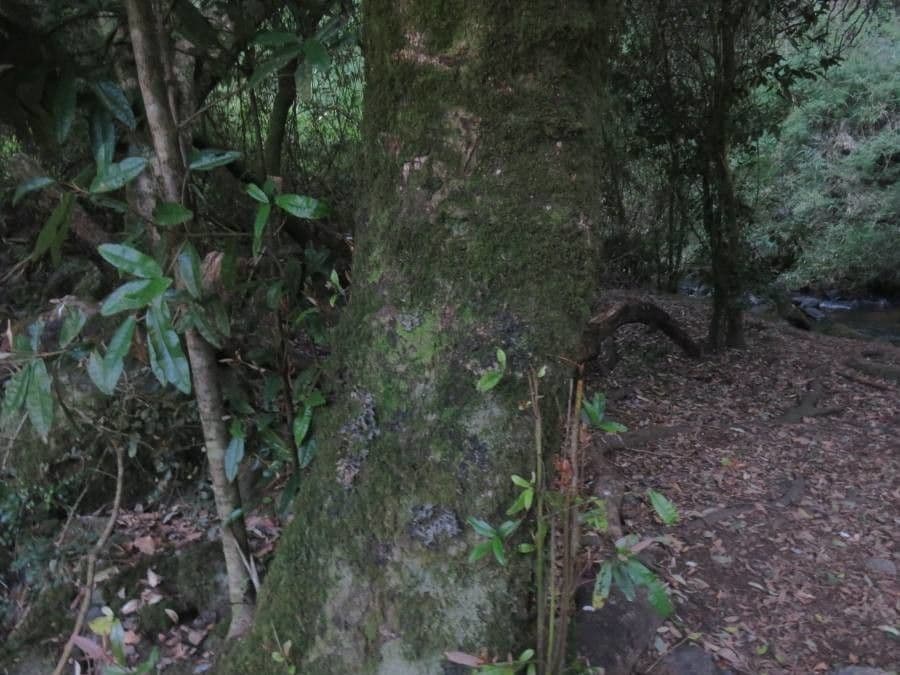 Aextoxicon punctatum 19