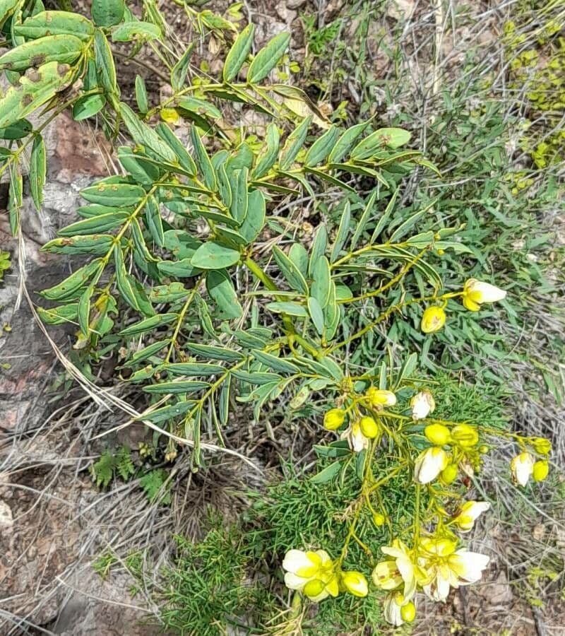 Senna 4