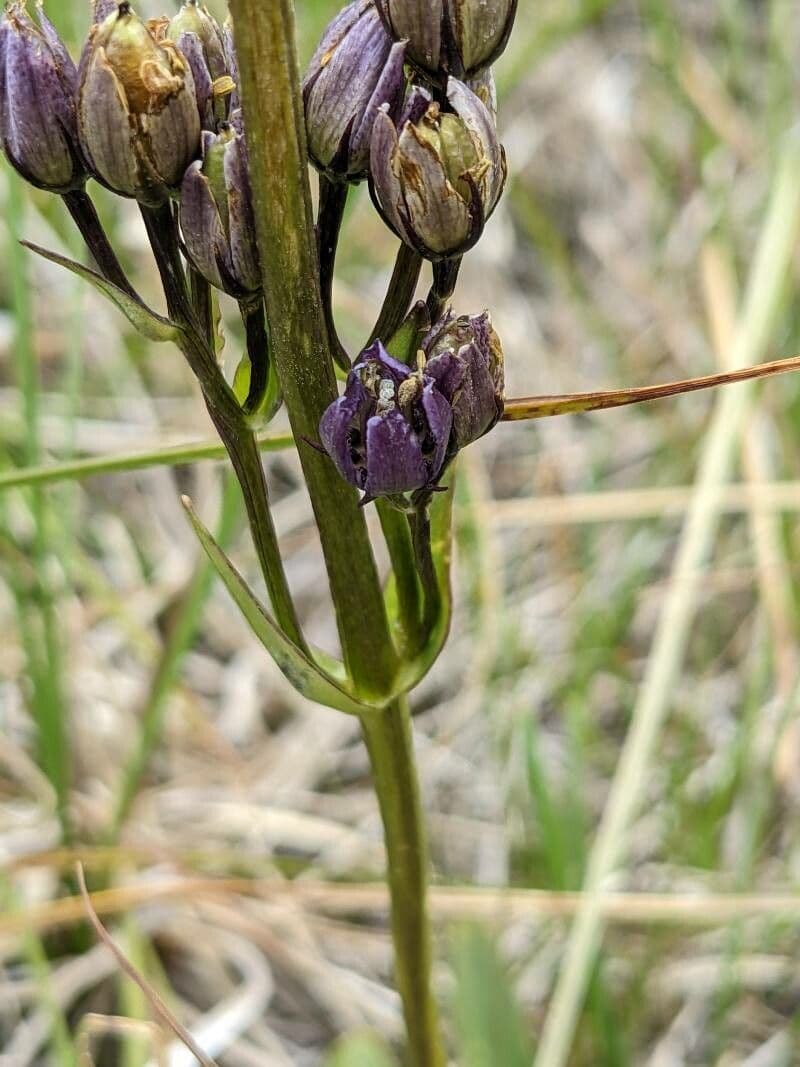 Suertia 2
