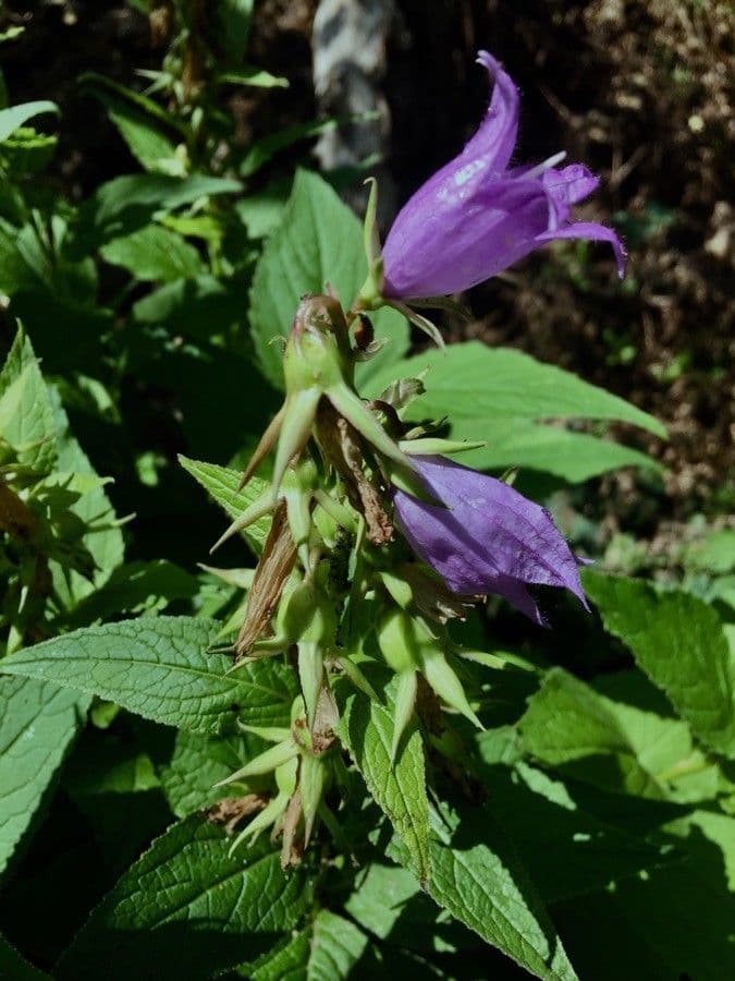 Breitblättrige Glockenblume 10