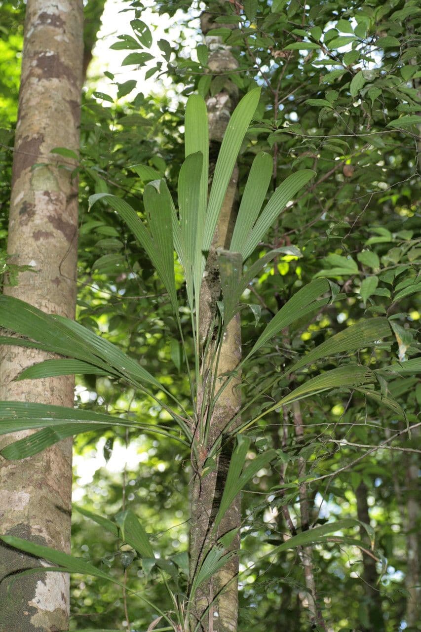 Evodianthus 8