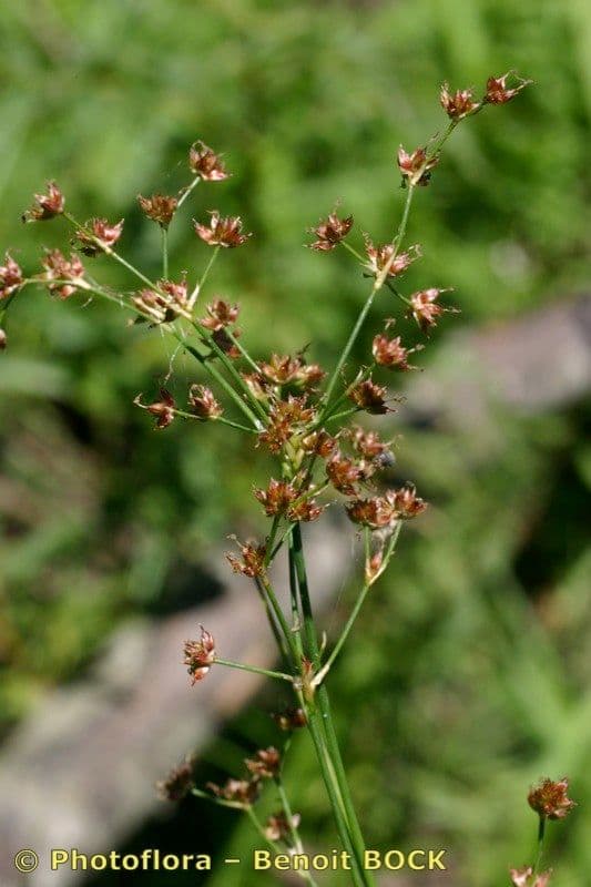 Spitzblütige Binse 24