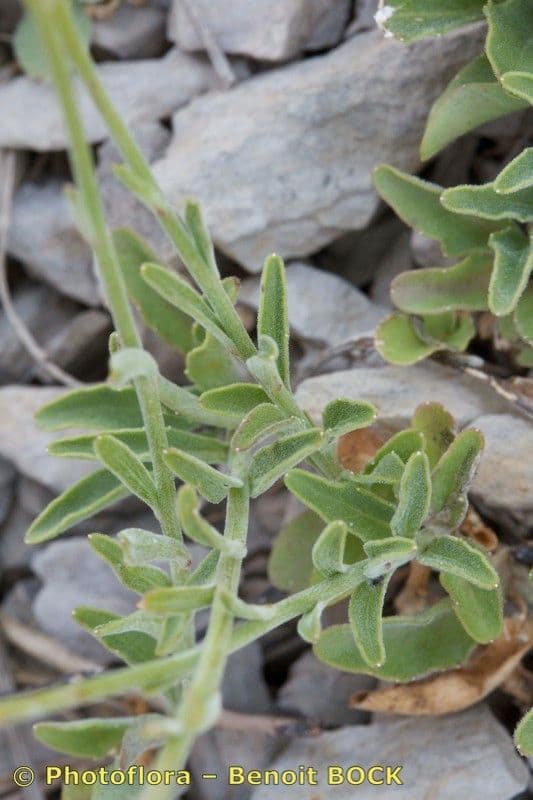 Campanula 18
