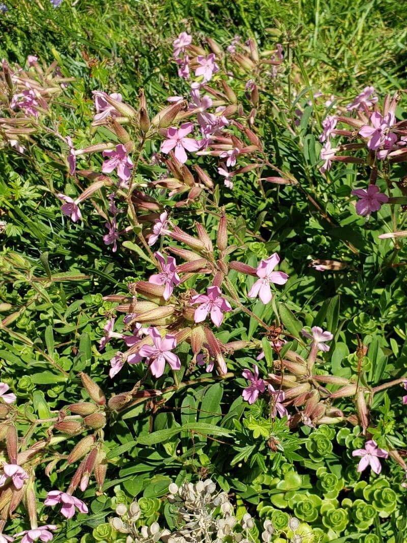 Steinrose 3