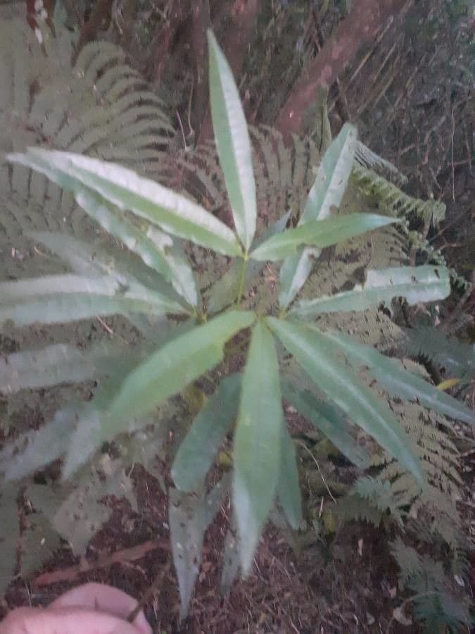 Vepris lanceolata 5