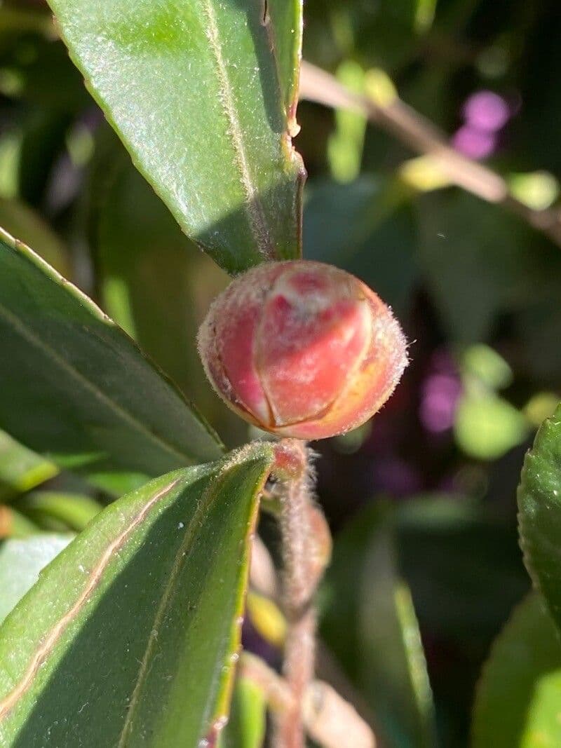 Camelia sasanqua 30