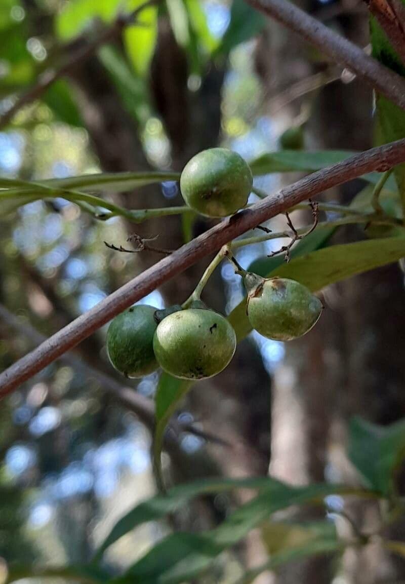 Cordia