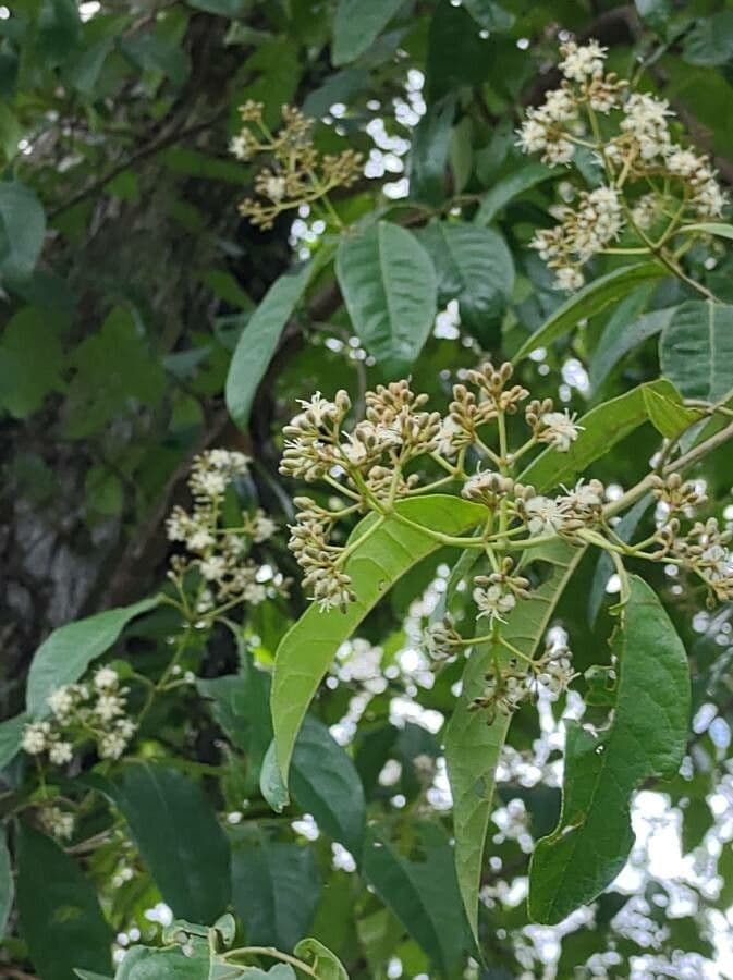 Rauvolfia vomitoria 7