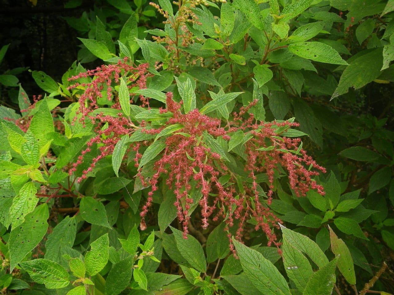 Gesnouinia 14