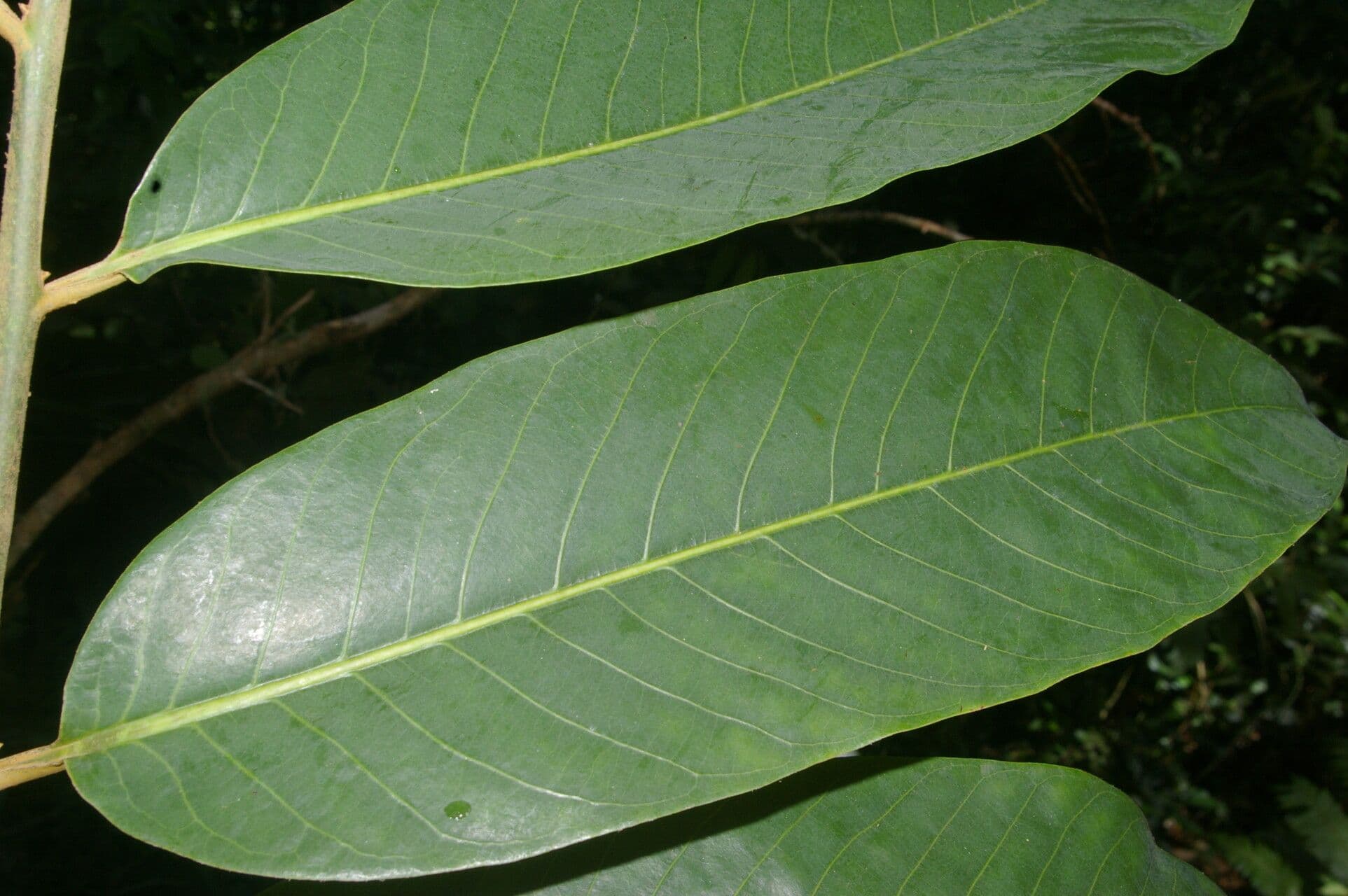 Virola 2