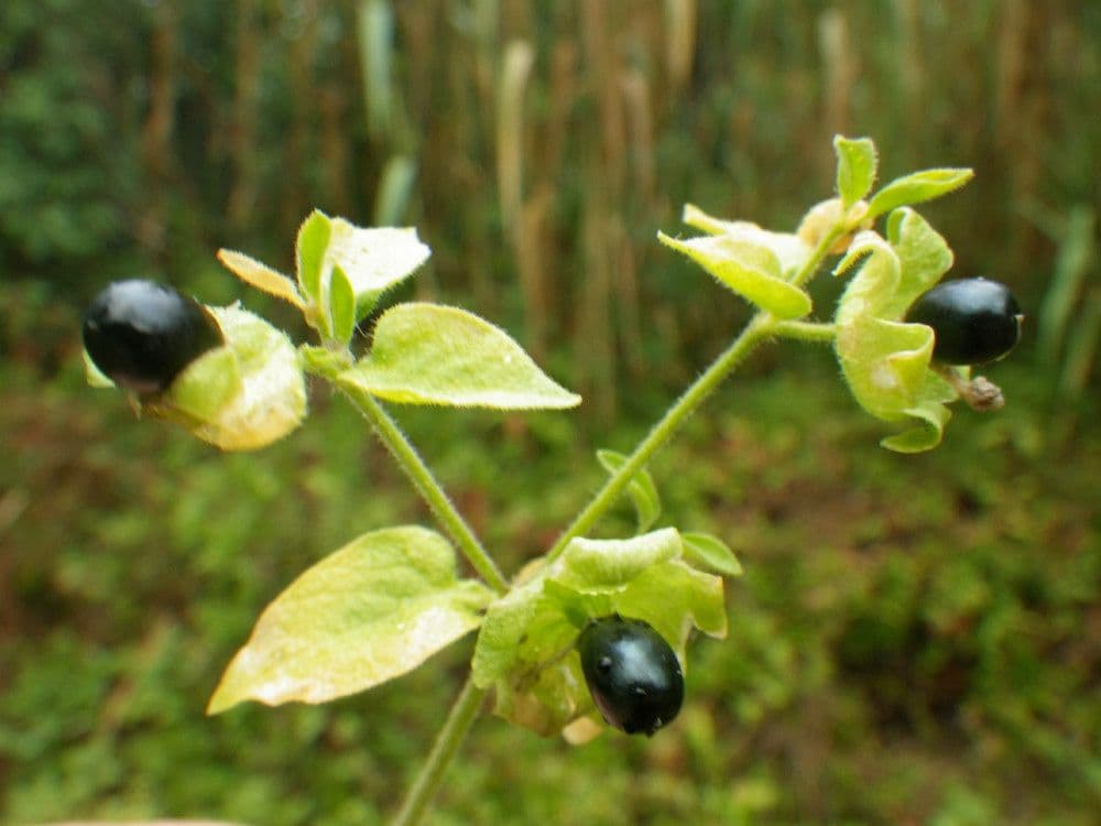 Hühnerbiss 25