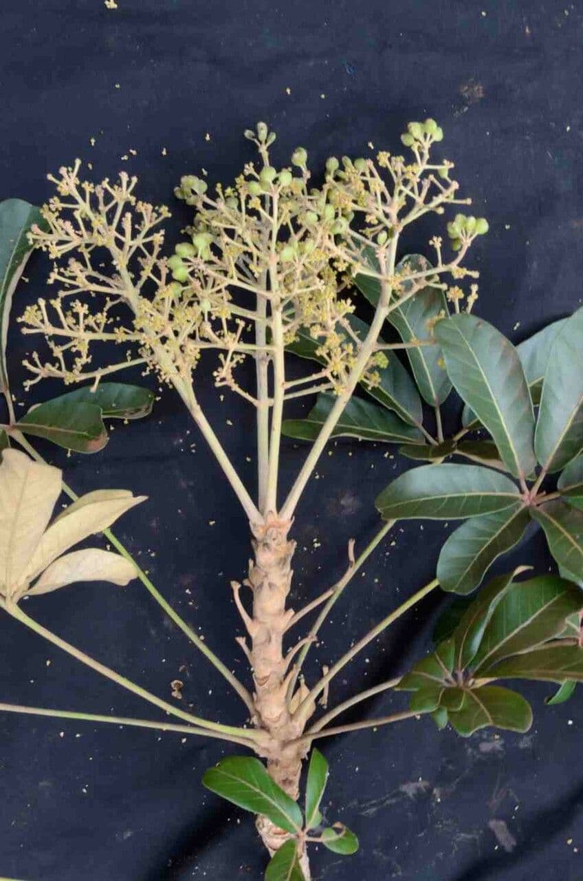 Didymopanax macrocarpus