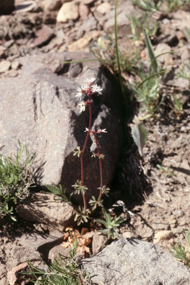 Lithophragma 6