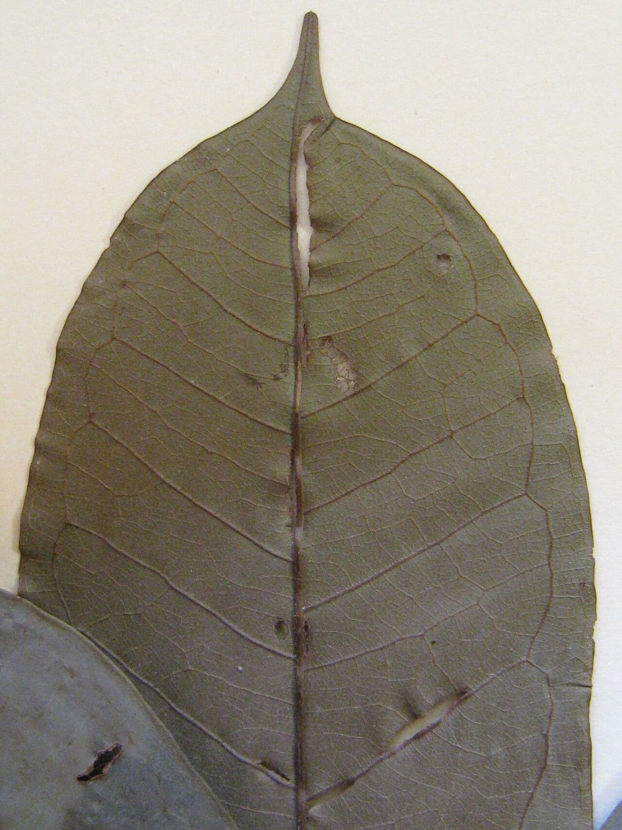 Vochysia