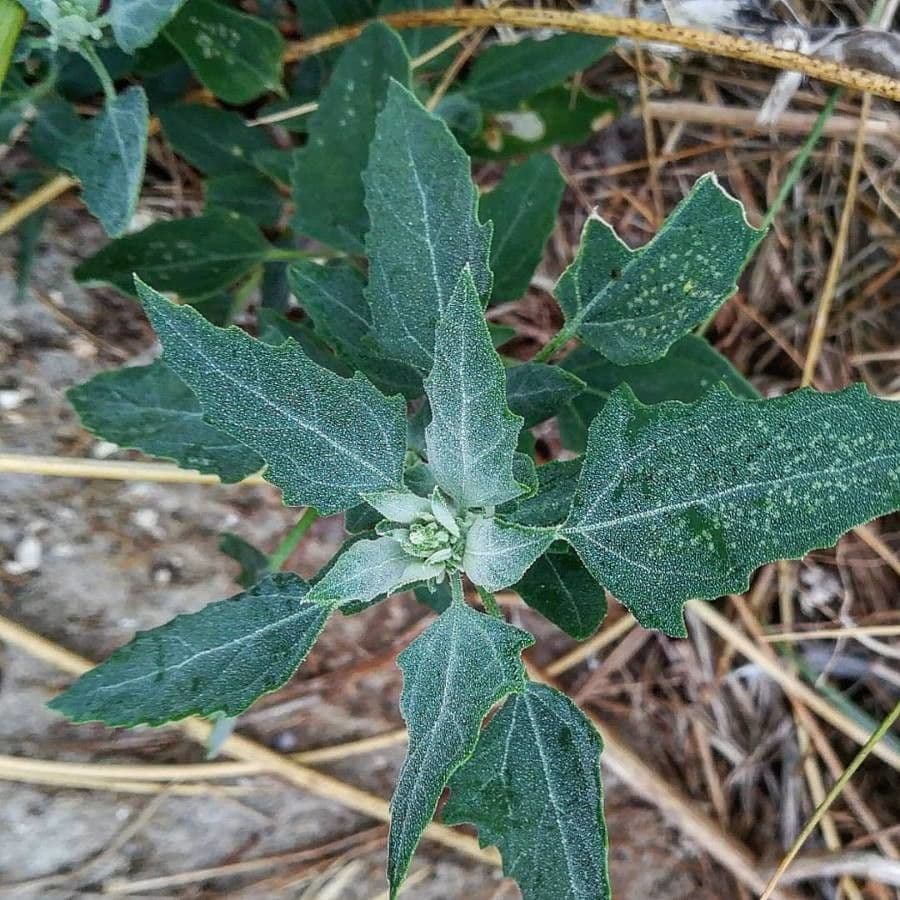 Atriplex glabriuscula 19