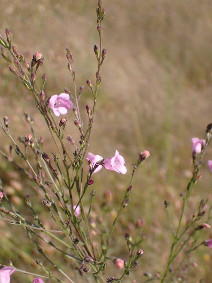 Micrargeria filiforme 12