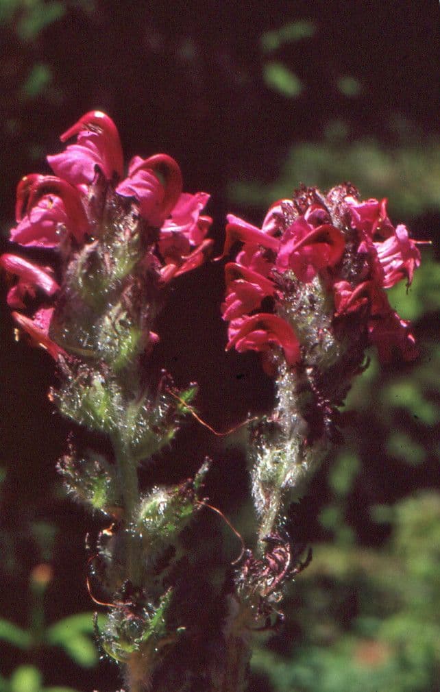 Pedicularis cenisia 4