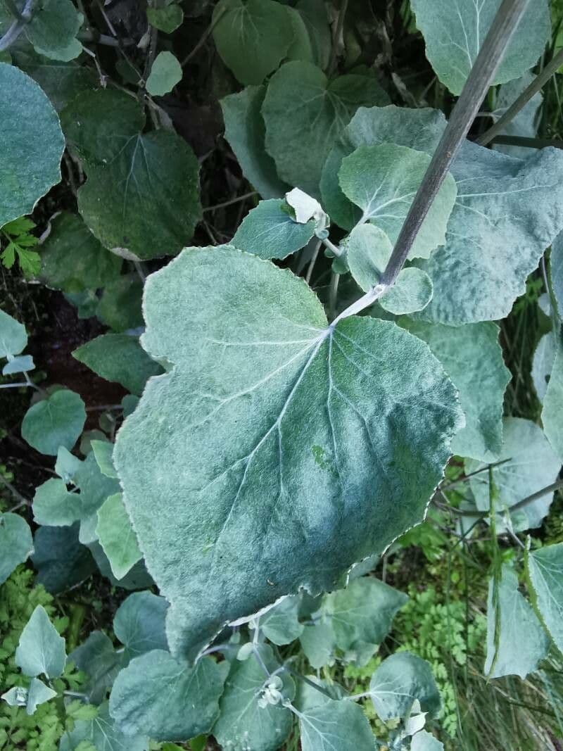 Pericallis 11