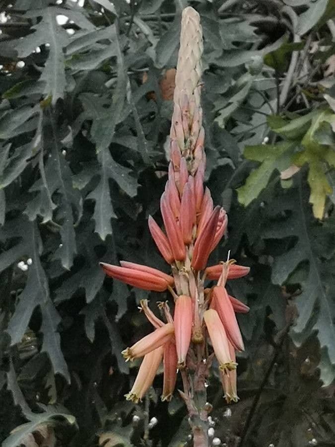Aloe